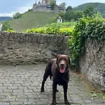Loewenherz *