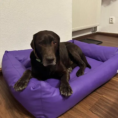 Loewenherz Apartamento Pommern