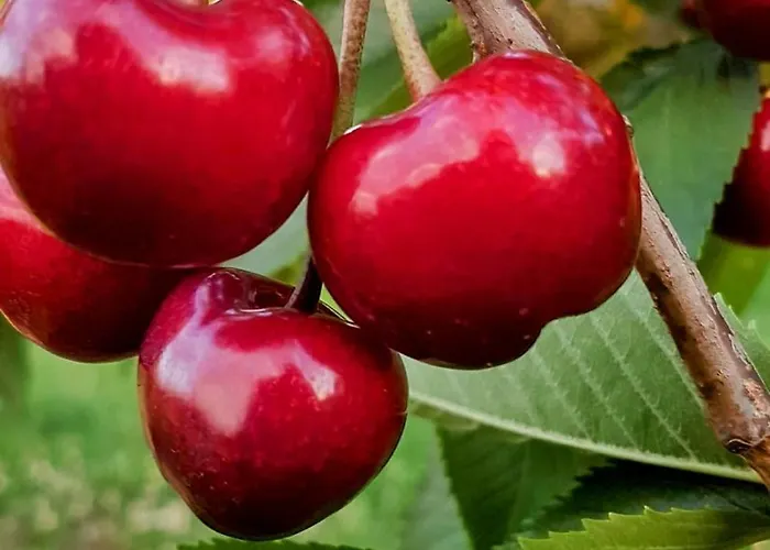 Loewenherz Apartamento *