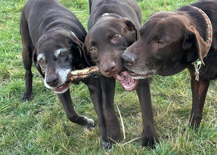 Apartamento Loewenherz Pommern