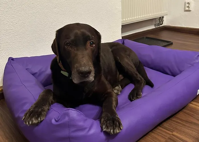 Loewenherz Apartamento Pommern